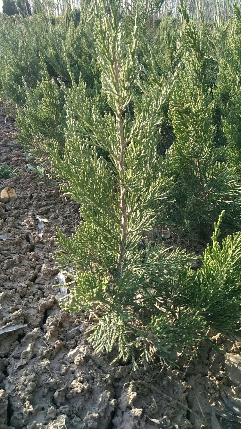 江苏沭阳30-40公分高龙柏大量销售