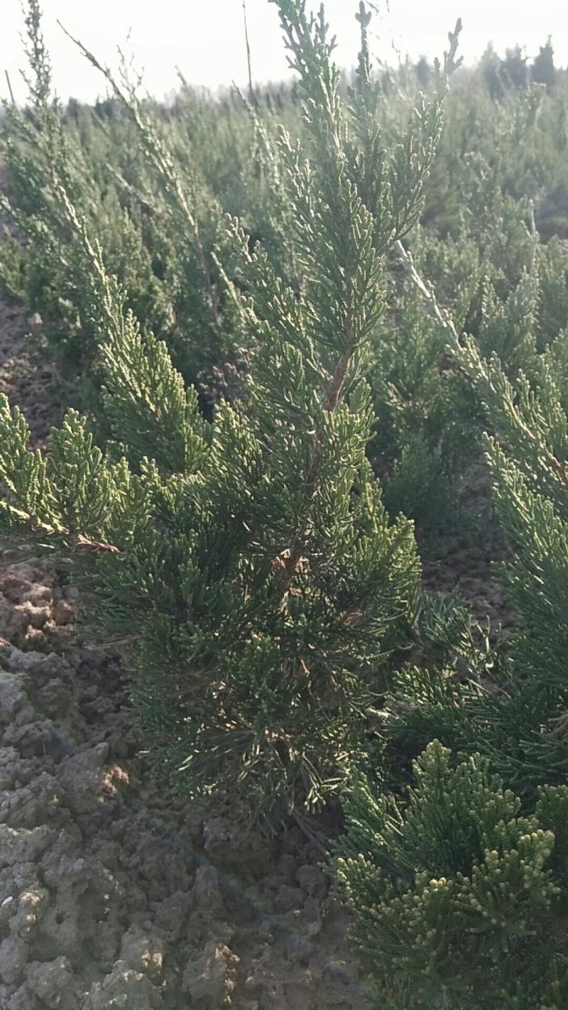 江苏沭阳30-40公分高龙柏大量销售