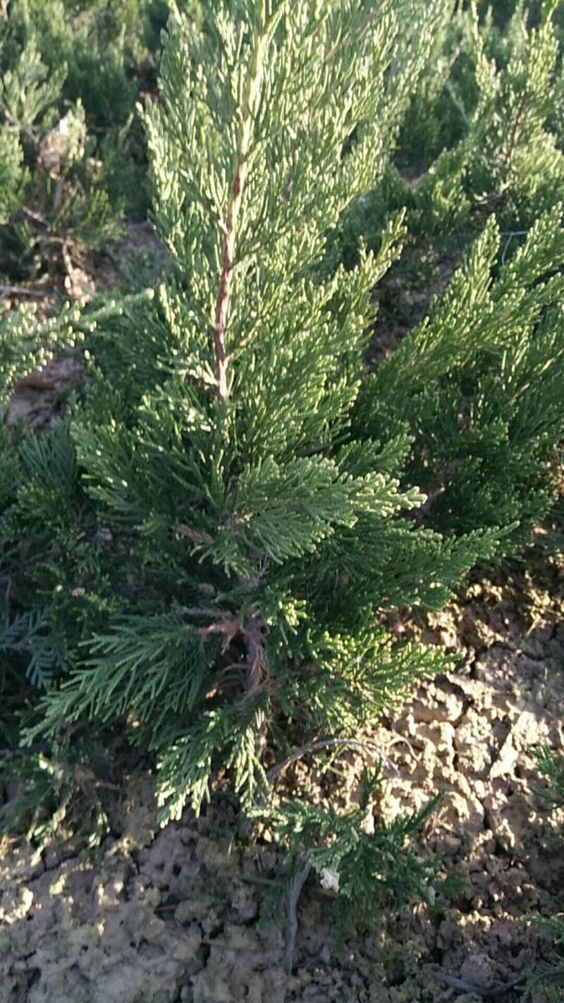 江苏沭阳30-40公分高龙柏大量销售