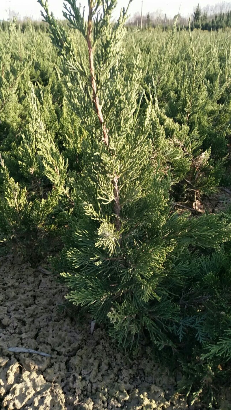 江苏沭阳30-40公分高龙柏大量销售