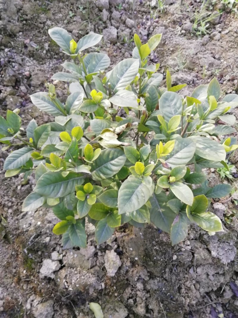 花卉盆景各类大小栀子花