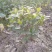 花卉盆景各类大小栀子花
