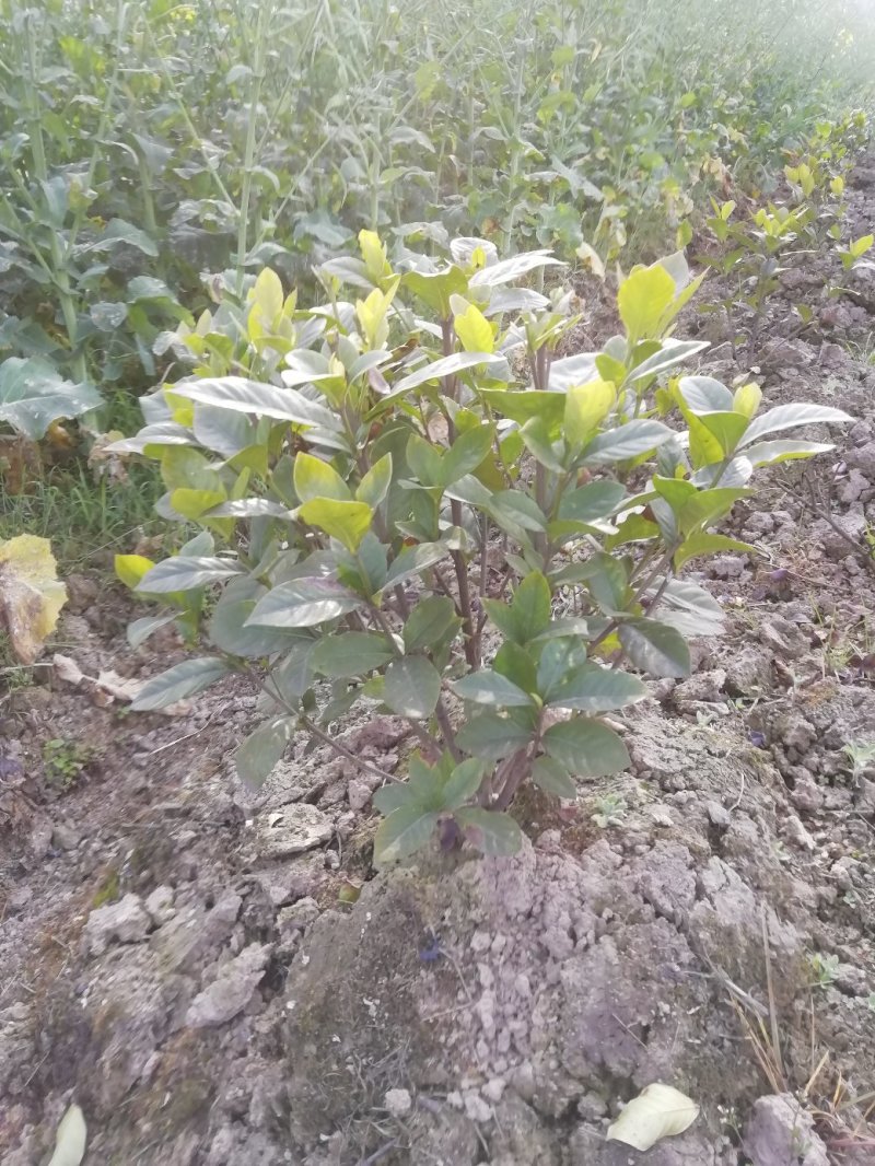 花卉盆景各类大小栀子花