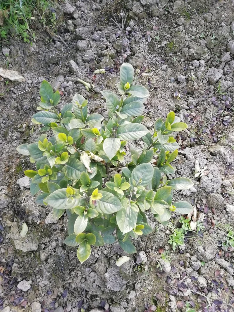 花卉盆景各类大小栀子花