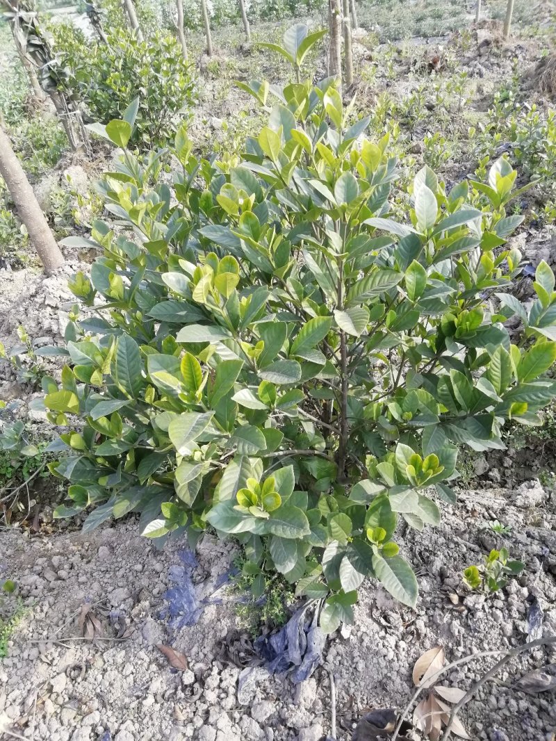 花卉盆景各类大小栀子花