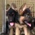 德国牧羊犬纯种活体幼崽赛系德牧狼狗锤系德国黑贝弓背幼犬大