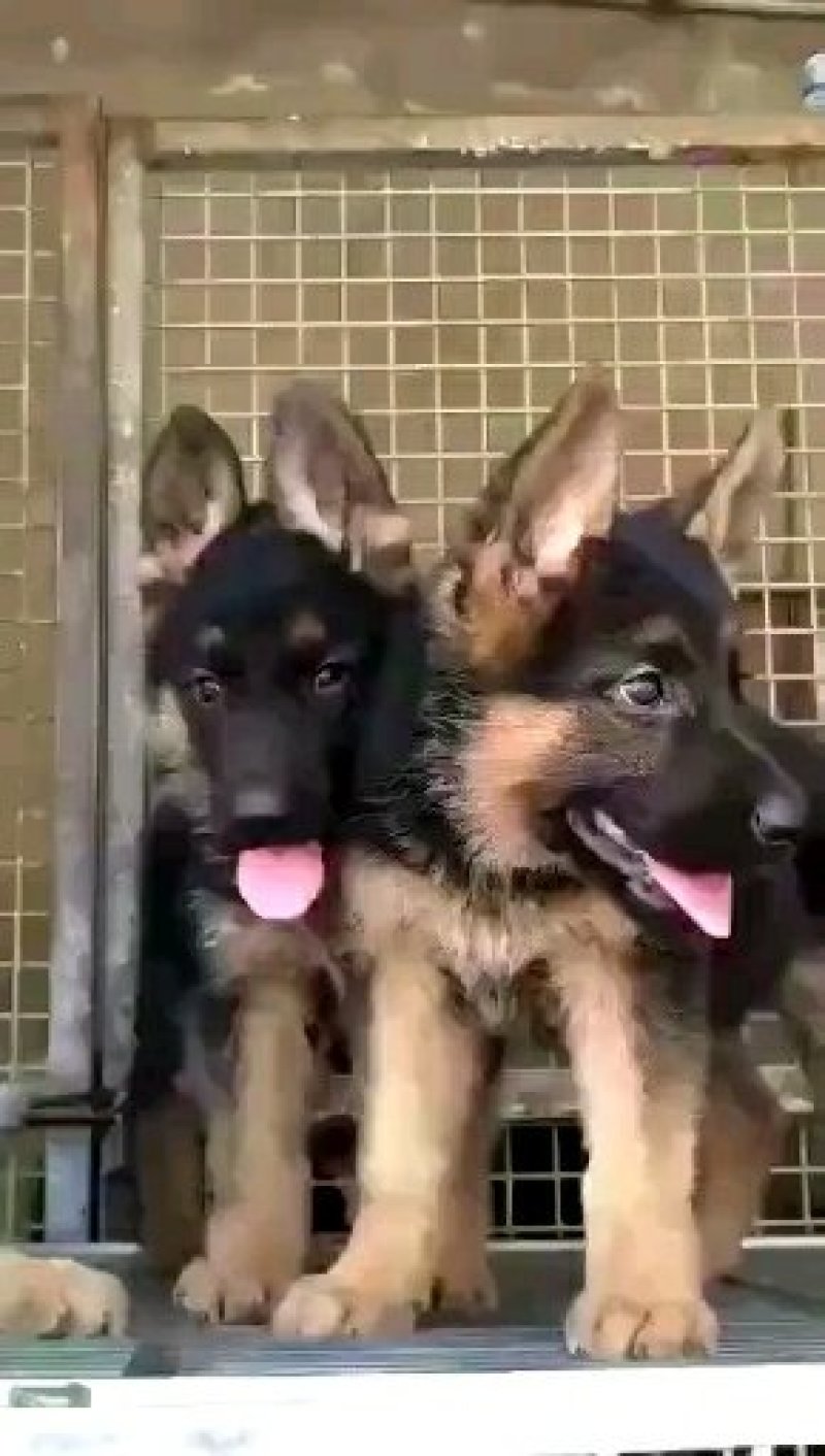 德国牧羊犬纯种活体幼崽赛系德牧狼狗锤系德国黑贝弓背幼犬大