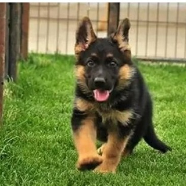 德国牧羊犬纯种活体幼崽赛系德牧狼狗锤系德国黑贝弓背幼犬大