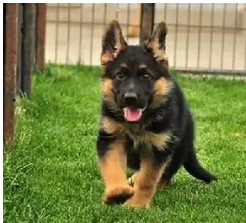 德国牧羊犬纯种活体幼崽赛系德牧狼狗锤系德国黑贝弓背幼犬大