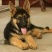 德国牧羊犬纯种活体幼崽赛系德牧狼狗锤系德国黑贝弓背幼犬大