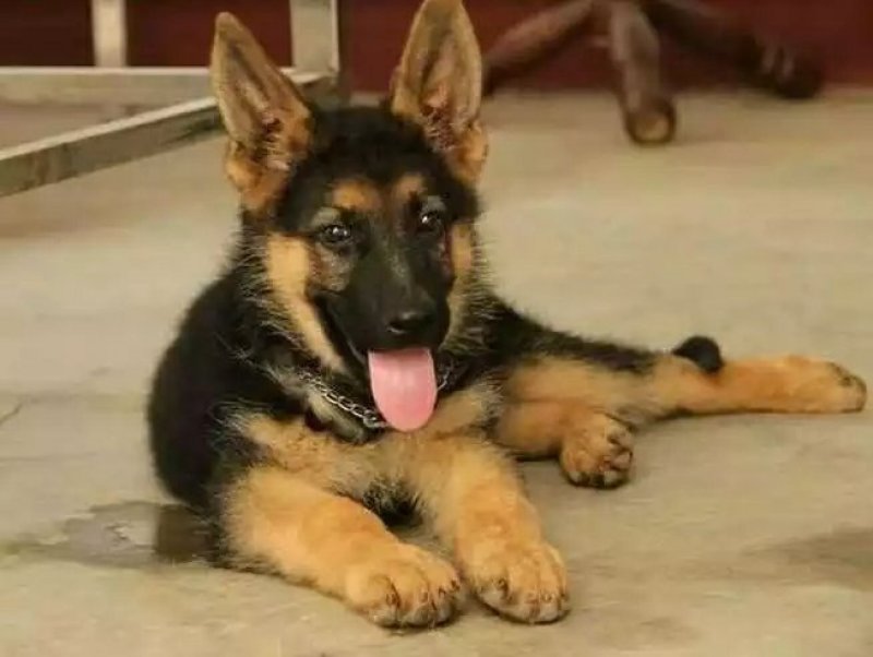 德国牧羊犬纯种活体幼崽赛系德牧狼狗锤系德国黑贝弓背幼犬大