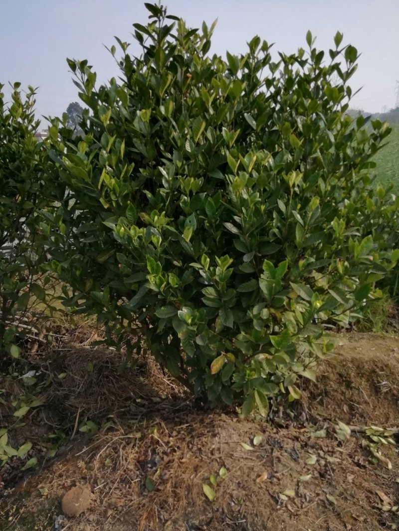 花卉盆景各类大小栀子花