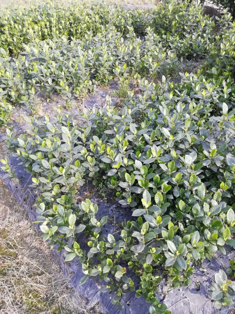花卉盆景各类大小栀子花
