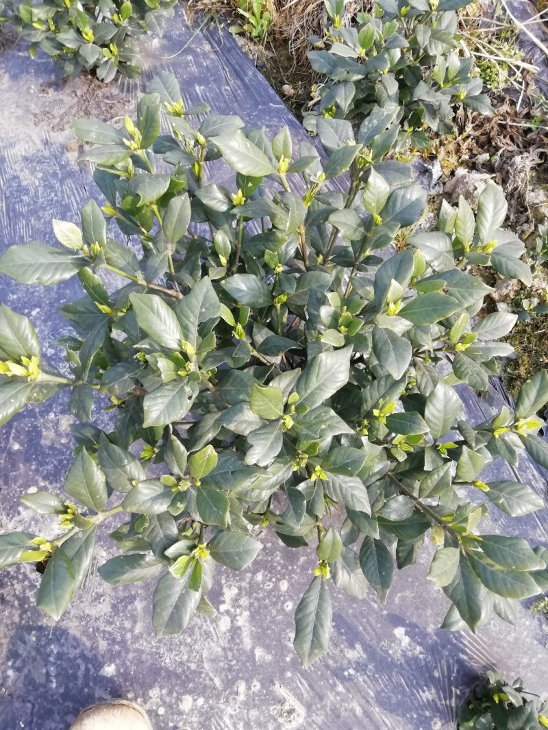花卉盆景各类大小栀子花