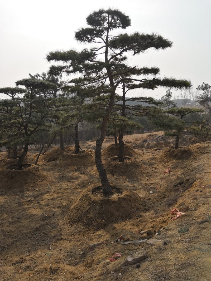 造型油松