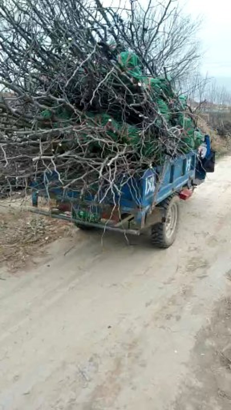 冬枣苗小枣苗枣树苗苗圃基地直销品种纯正免费提供技术