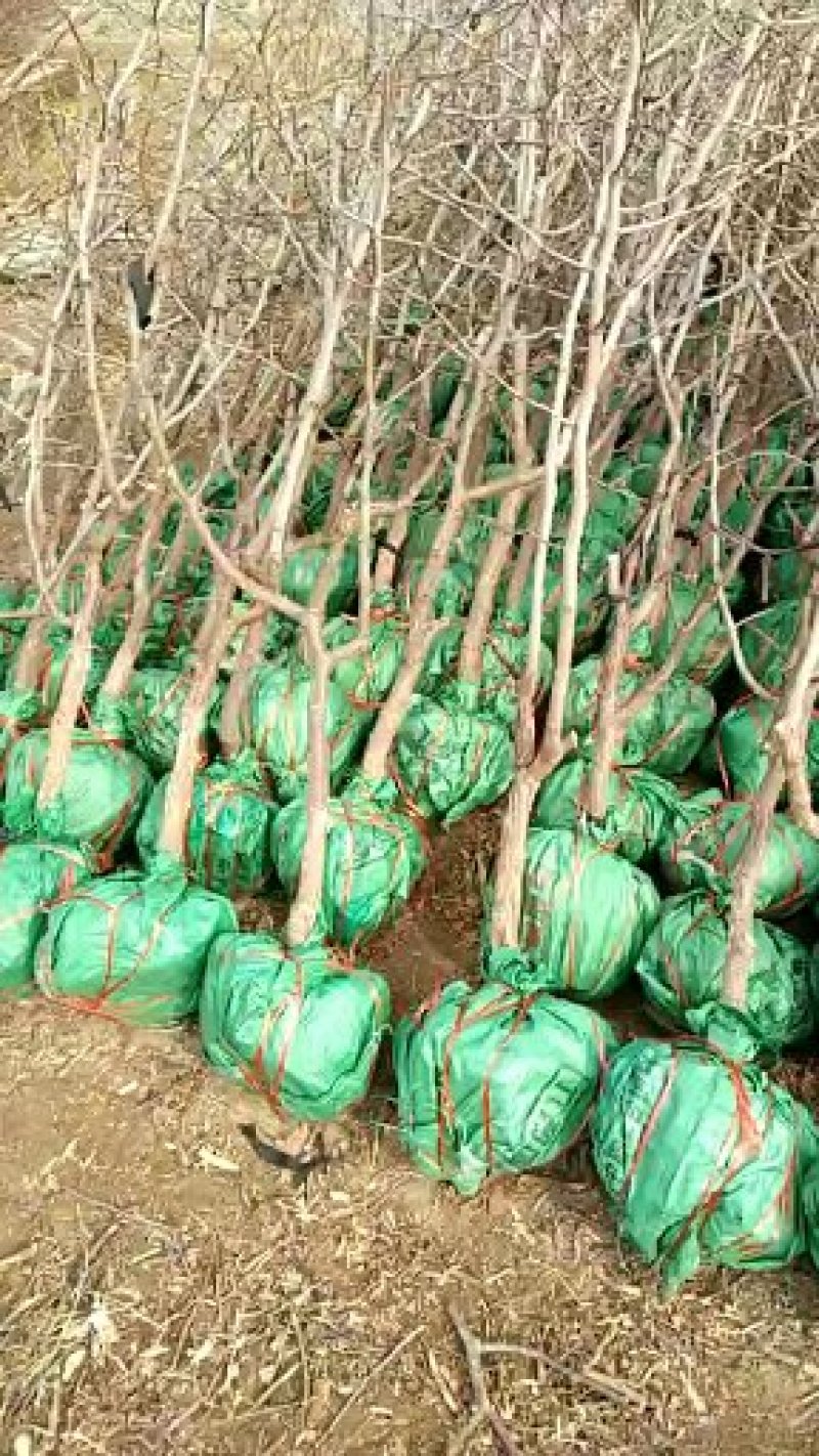 冬枣苗小枣苗枣树苗苗圃基地直销品种纯正免费提供技术