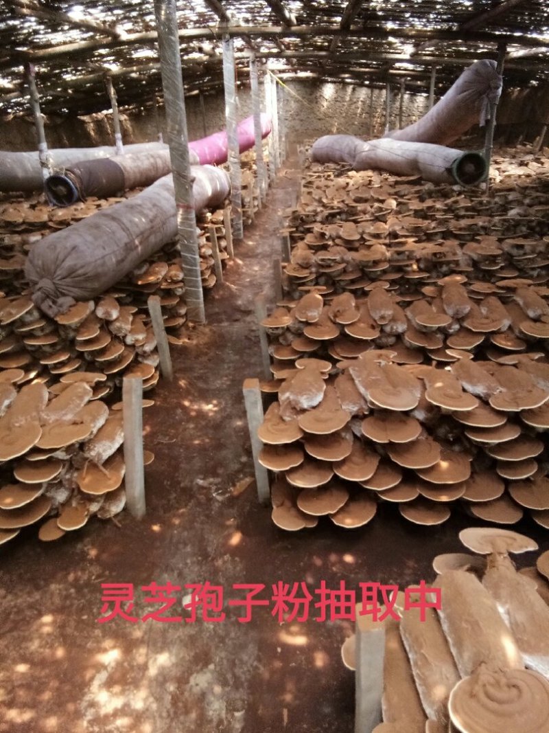 灵芝菌棒,鹿茸菌菌包基地养殖技术指导,出芝产量高回报快