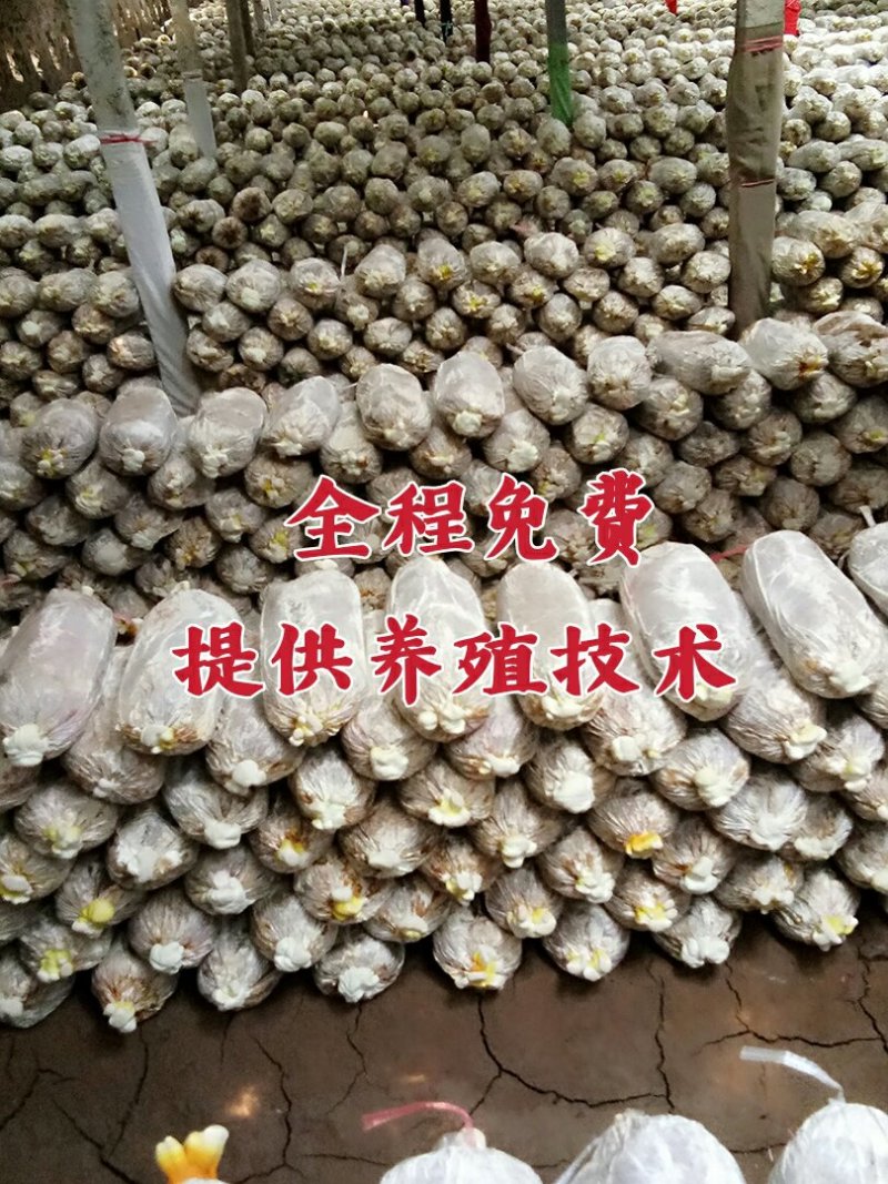 灵芝菌棒,鹿茸菌菌包基地养殖技术指导,出芝产量高回报快