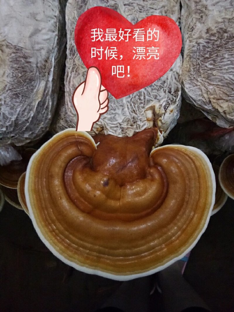 灵芝菌棒,鹿茸菌菌包基地养殖技术指导,出芝产量高回报快