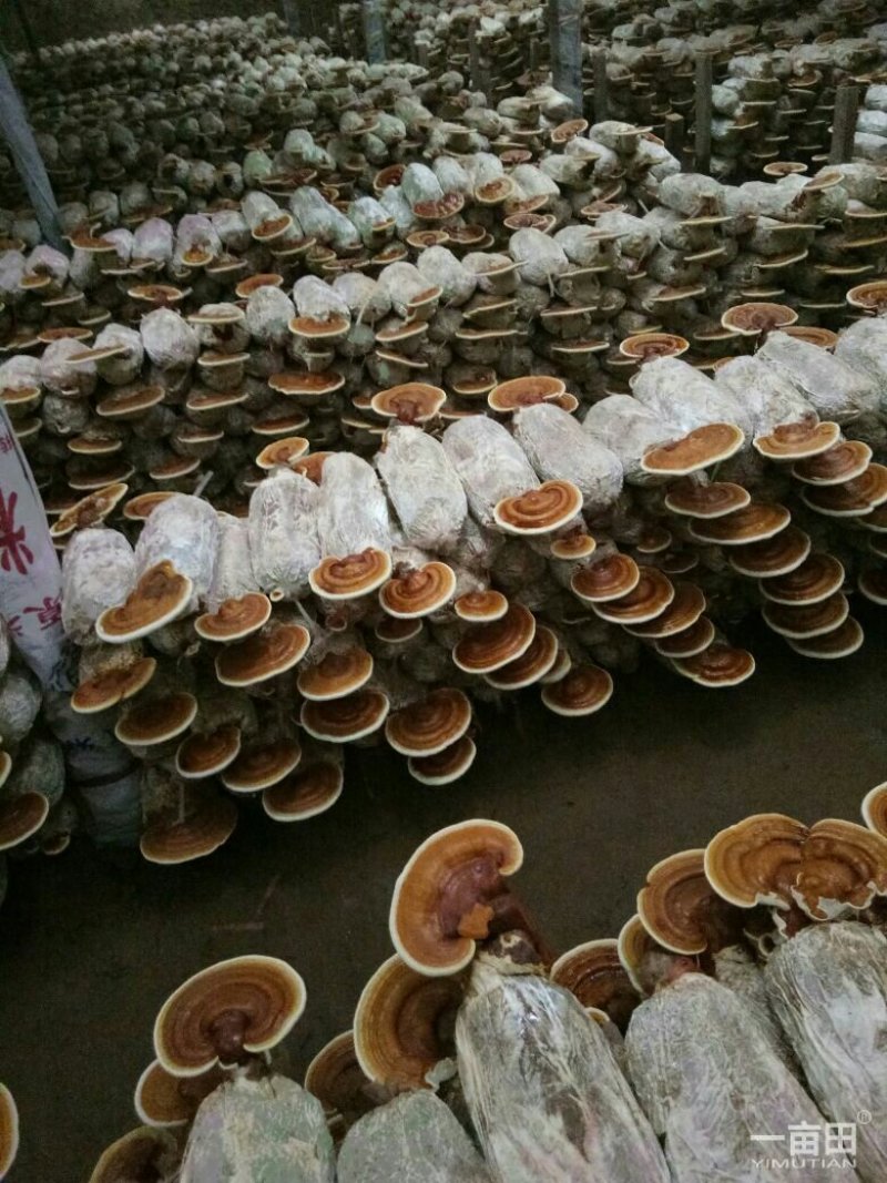灵芝菌棒,鹿茸菌菌包基地养殖技术指导,出芝产量高回报快