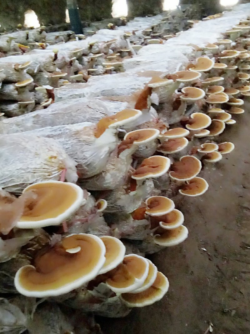 灵芝菌棒,鹿茸菌菌包基地养殖技术指导,出芝产量高回报快