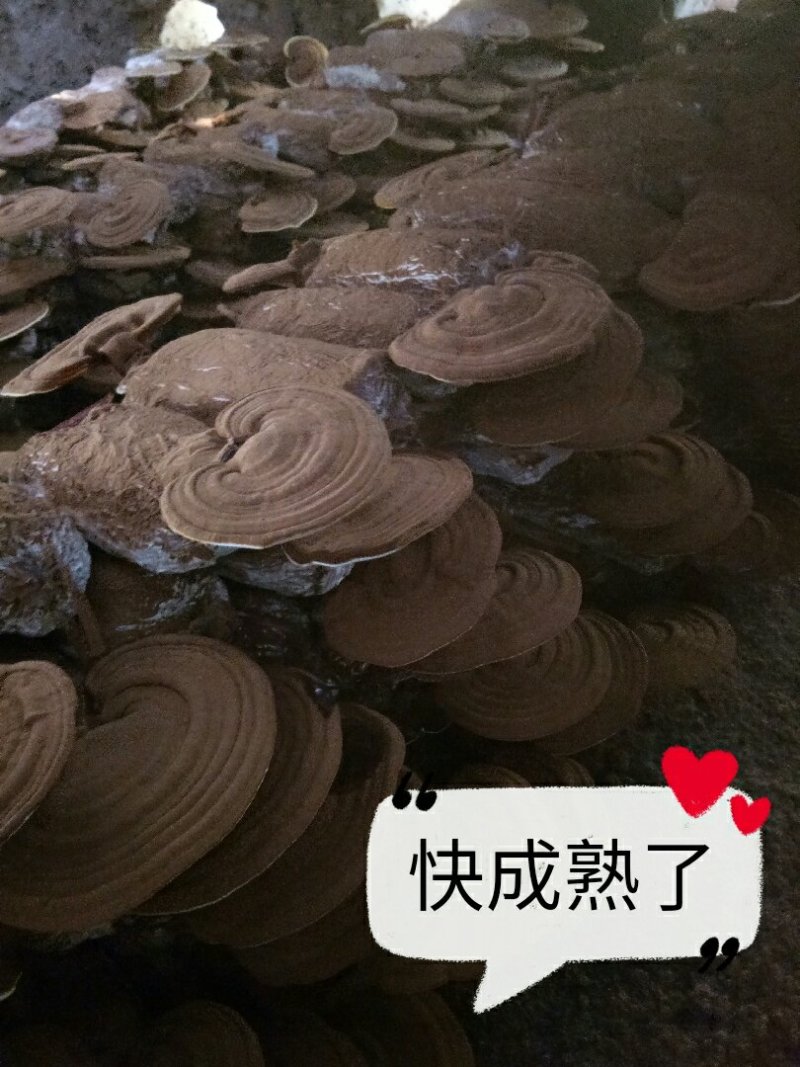 灵芝菌棒,鹿茸菌菌包基地养殖技术指导,出芝产量高回报快