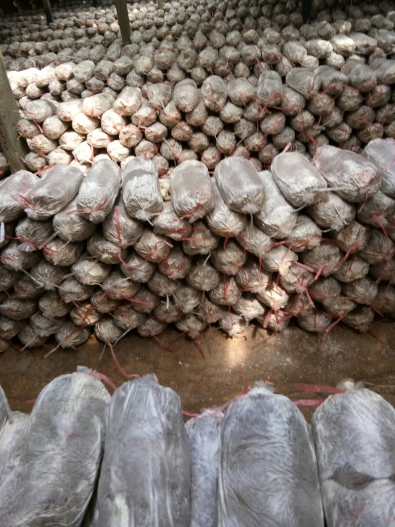 灵芝菌棒,鹿茸菌菌包基地养殖技术指导,出芝产量高回报快