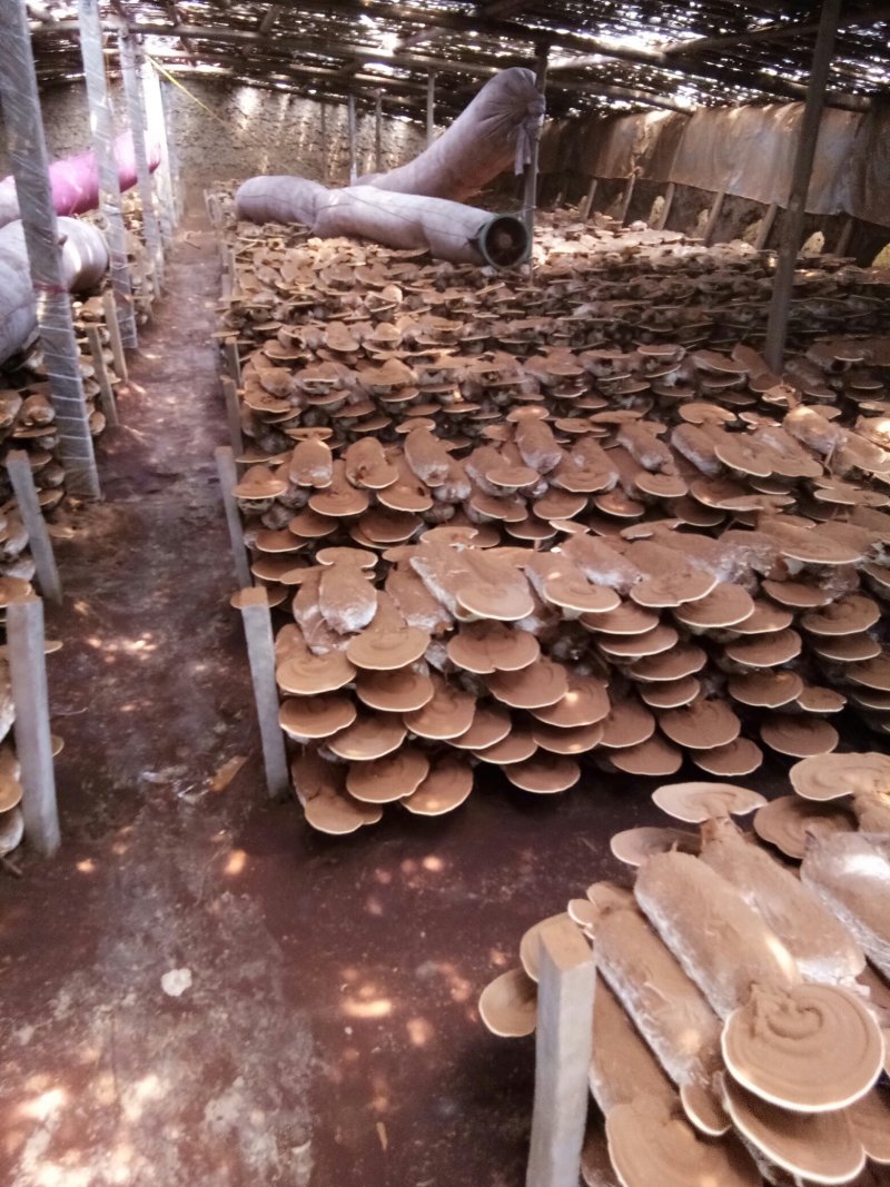 灵芝菌棒,鹿茸菌菌包基地养殖技术指导,出芝产量高回报快