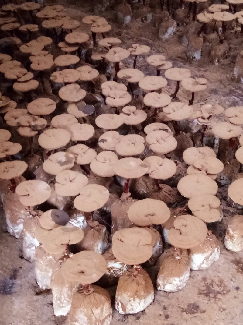 灵芝菌棒,鹿茸菌菌包基地养殖技术指导,出芝产量高回报快