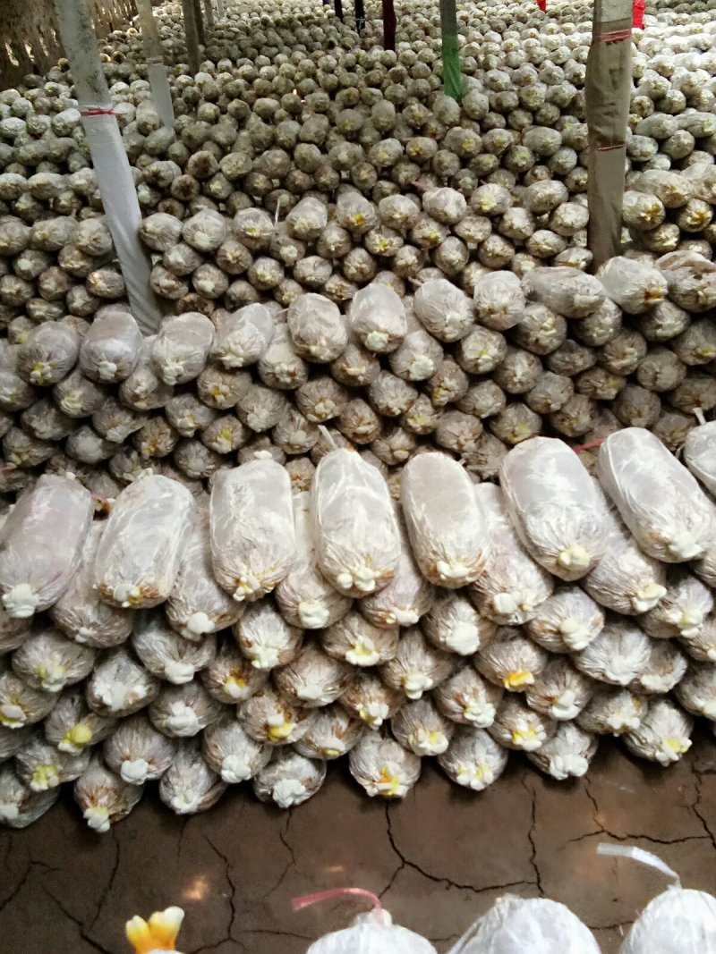 灵芝菌棒,鹿茸菌菌包基地养殖技术指导,出芝产量高回报快