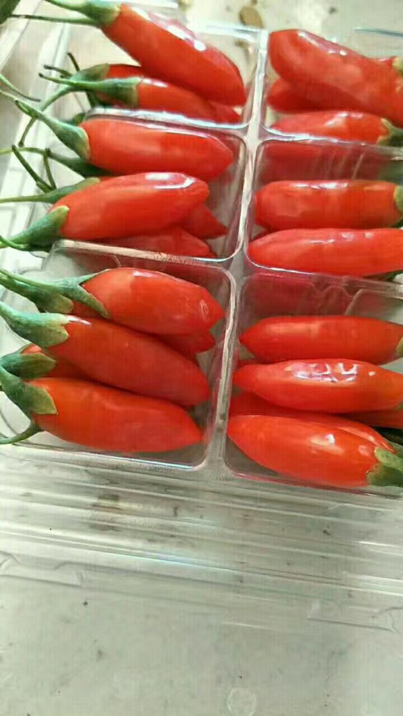 一种可以作为水果吃的枸杞品种，亩产好几万