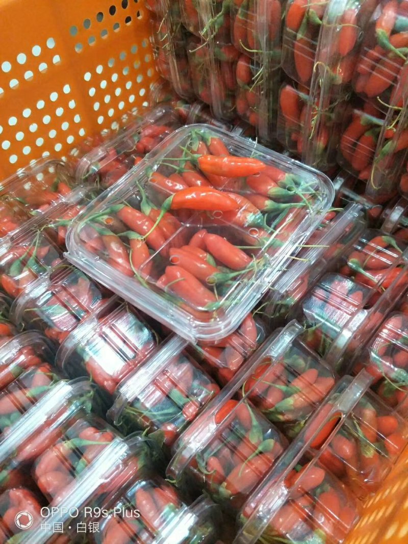 一种可以作为水果吃的枸杞品种，亩产好几万