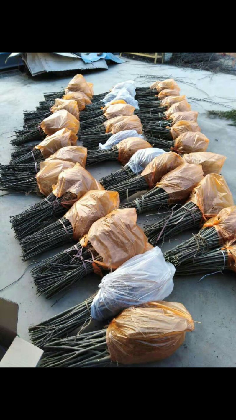 大红袍伏椒苗