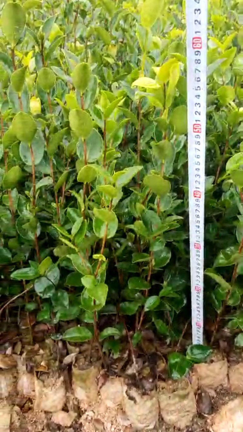 供应优质嫁接油茶杯苗