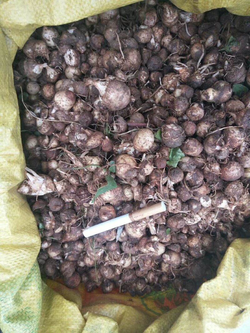 纯野生优质旱半夏种球高产量品种—加工洗货干货各种规格