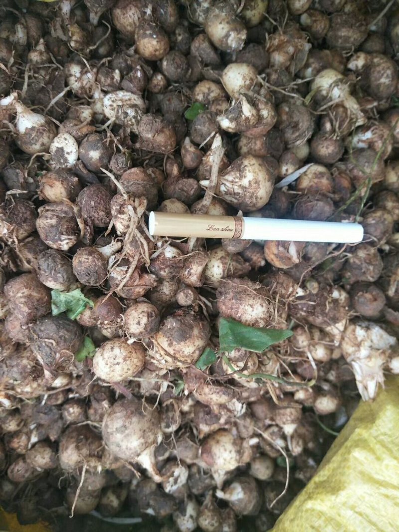 纯野生优质旱半夏种球高产量品种—加工洗货干货各种规格