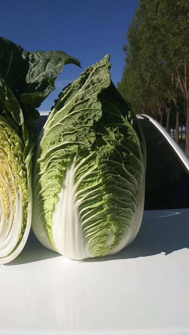 菊锦黄心大白菜