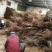 香椿苗1一2年香椿苗，大棚专用苗，地经0.5一3..公分