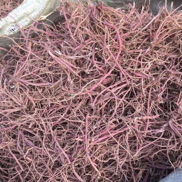 紫菀芽子，品质保证成活率高