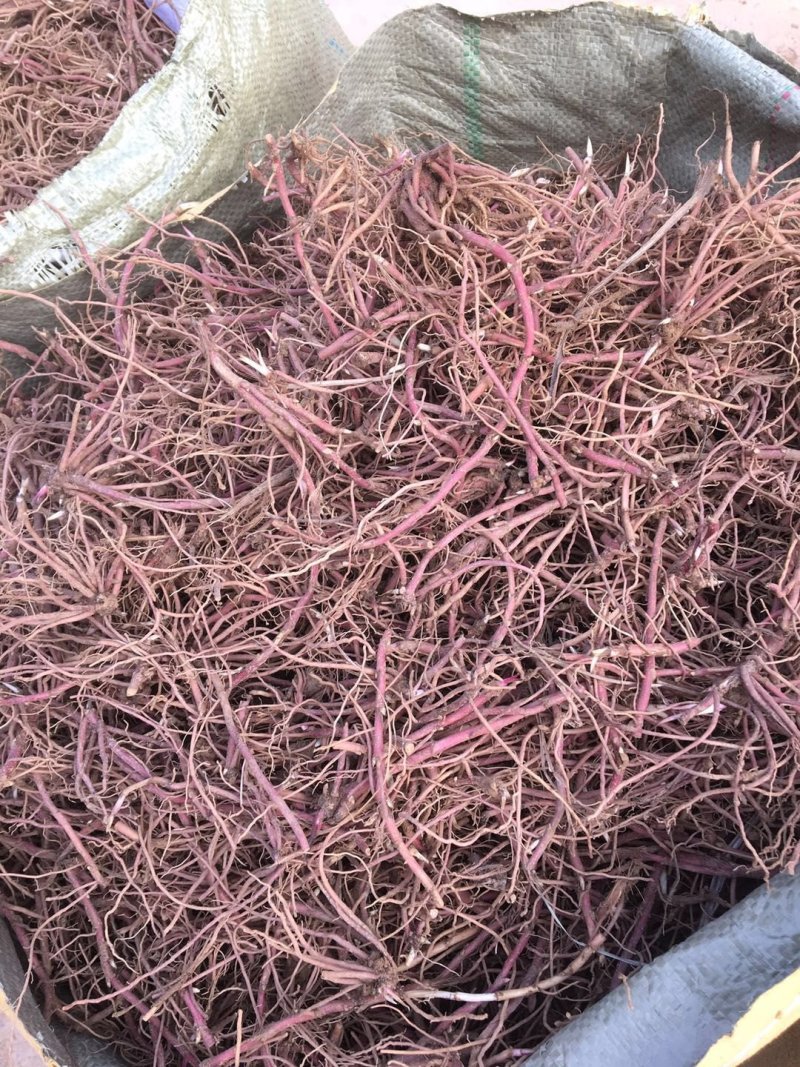 紫菀芽子，品质保证成活率高