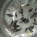 淡水鱼苗孵化