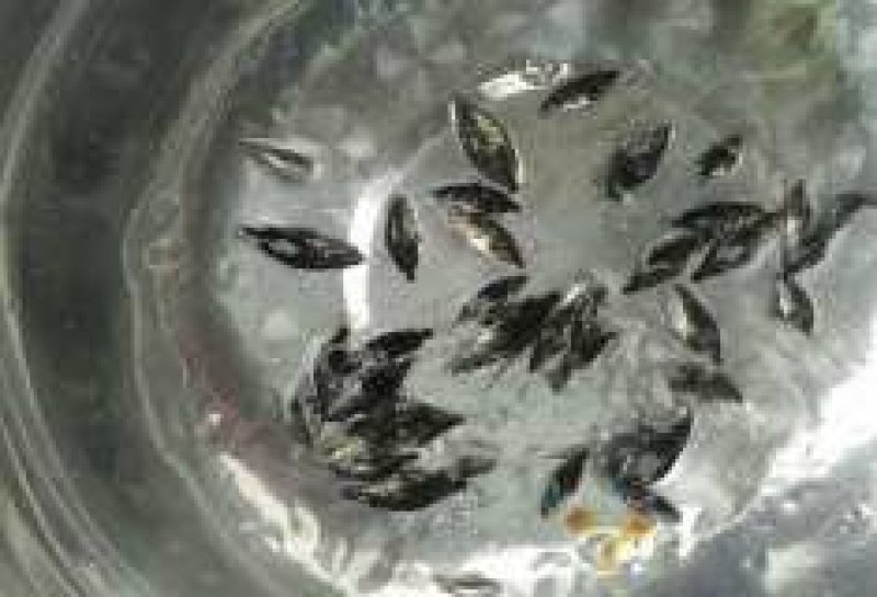 淡水鱼苗孵化