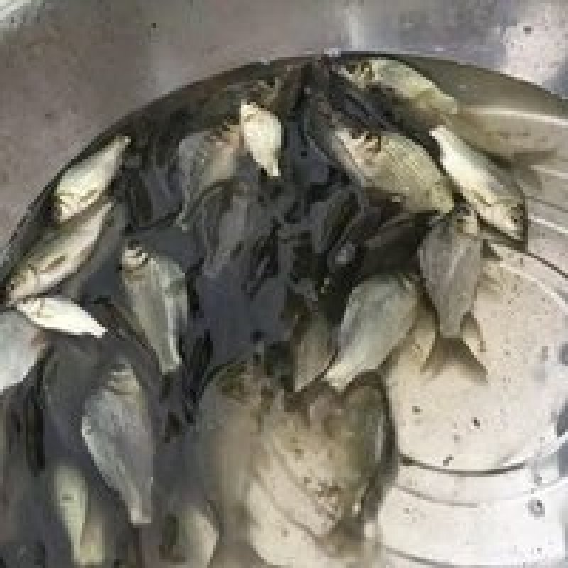 淡水鱼苗孵化