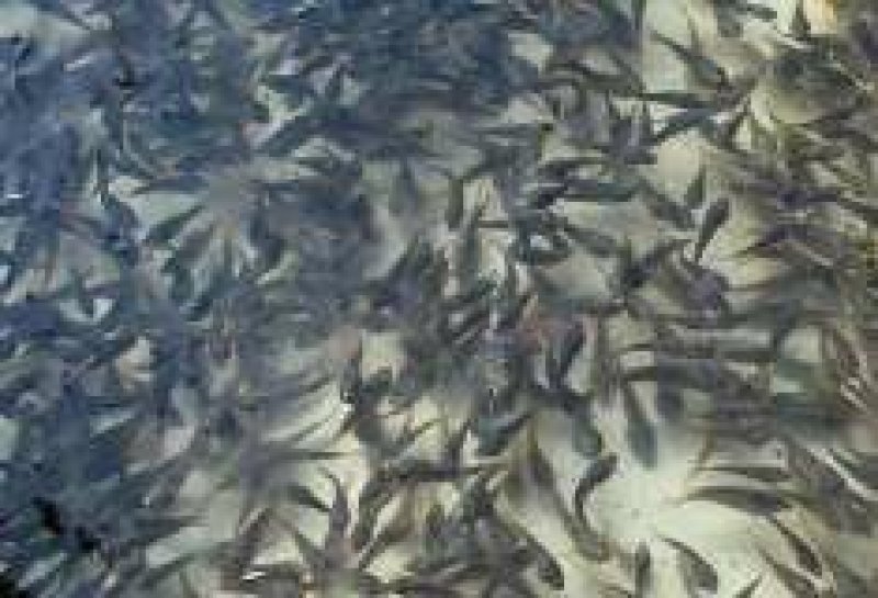 淡水鱼苗孵化