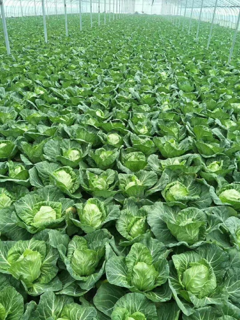 山东省蔬菜基地，牛心甘蓝大量有货产地直售价格公开。