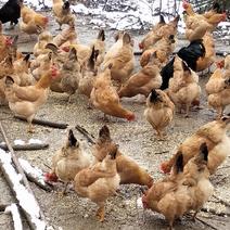 长期供应土鸡，公鸡和母鸡6个月以上