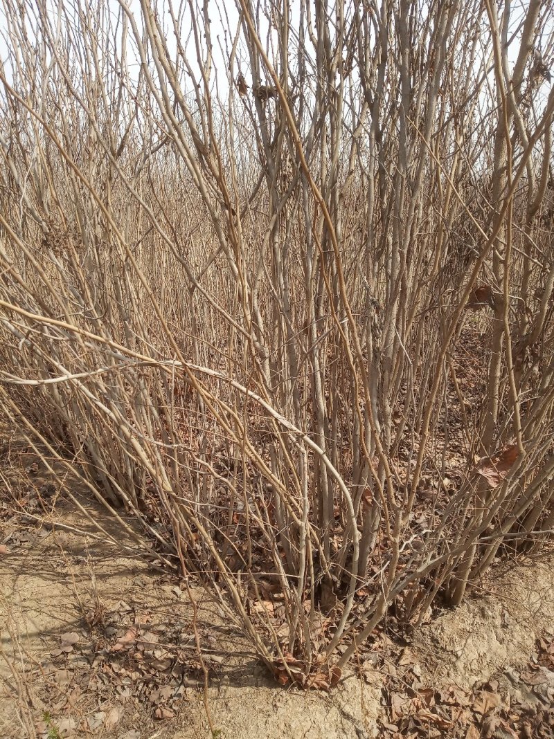 大堆敦拨紫荆代收代购