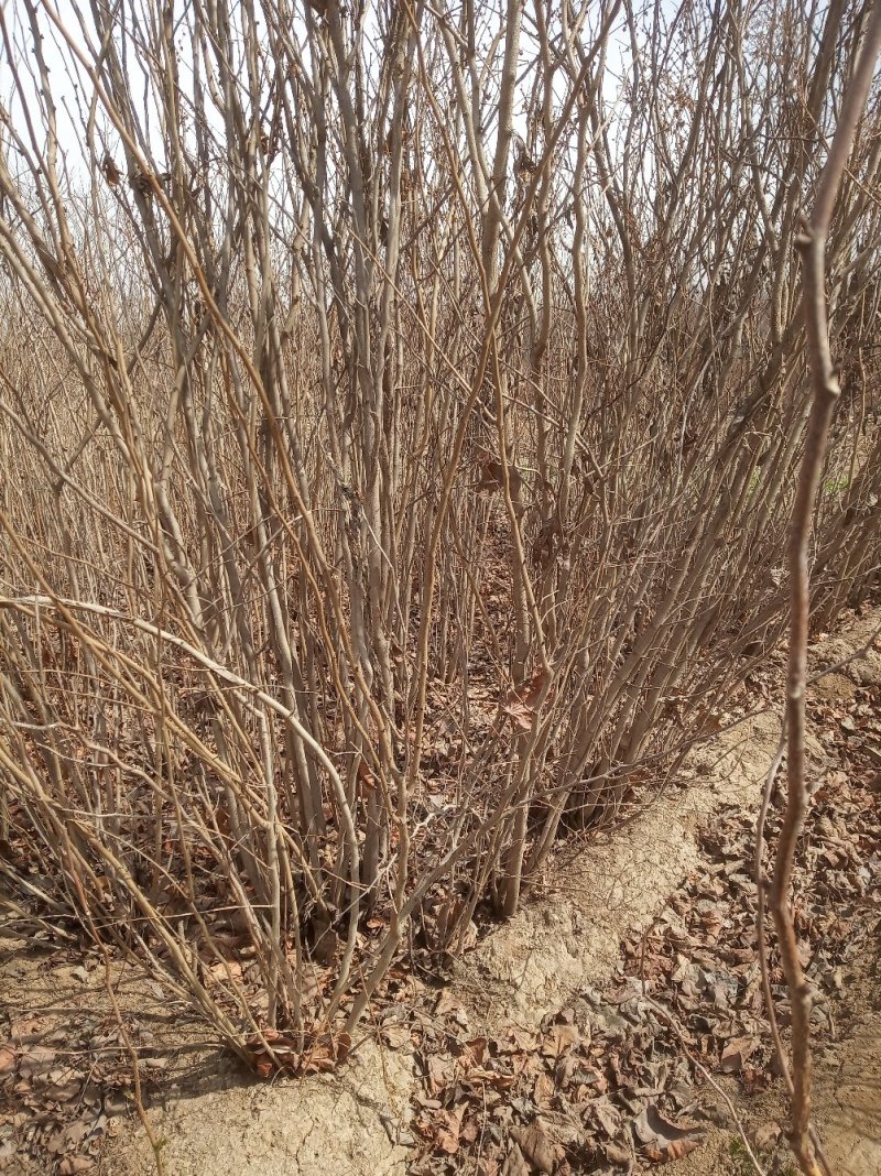 大堆敦拨紫荆代收代购