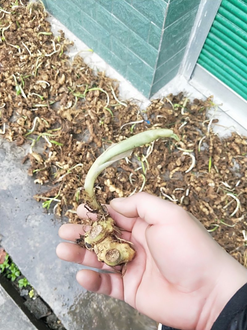 黄精苗种苗